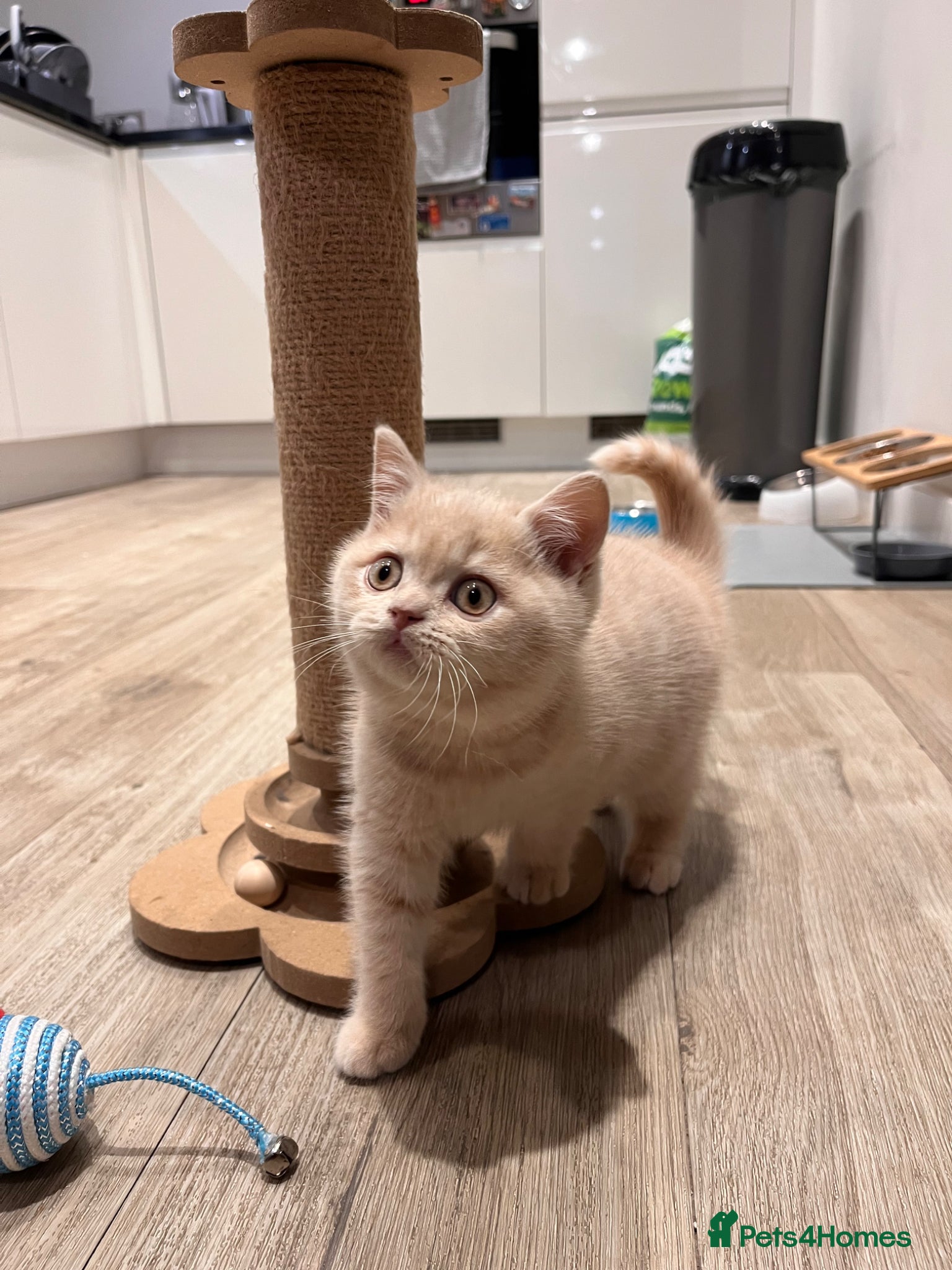 British Shorthair cats British Shorthair Girl 🌸 - Advert 1