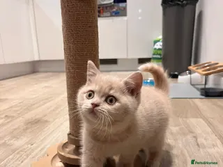 British Shorthair cats British Shorthair Girl 🌸 - Advert 7