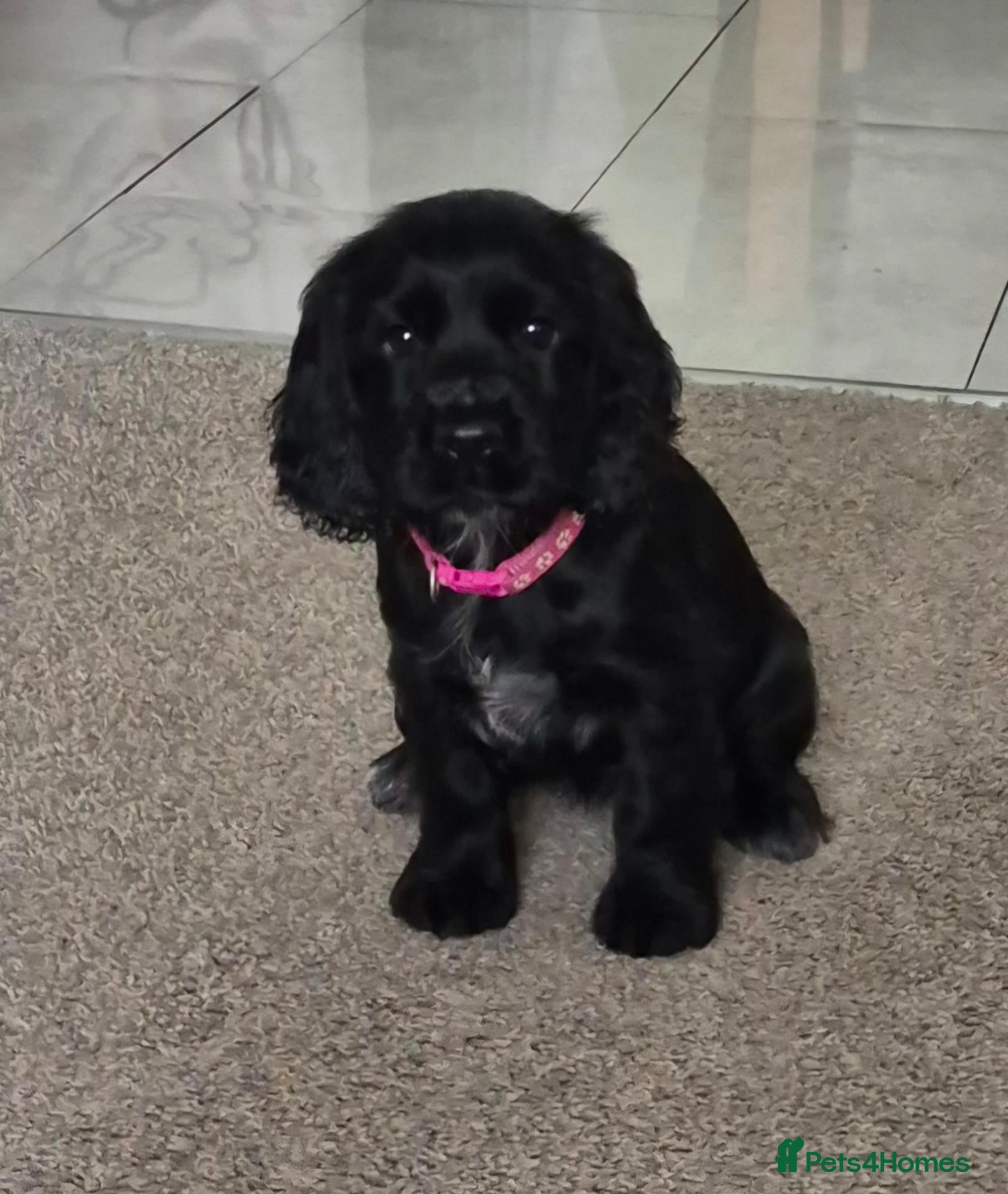 Cocker Spaniel dogs Beautiful Cocker spaniel puppies  - Advert 7
