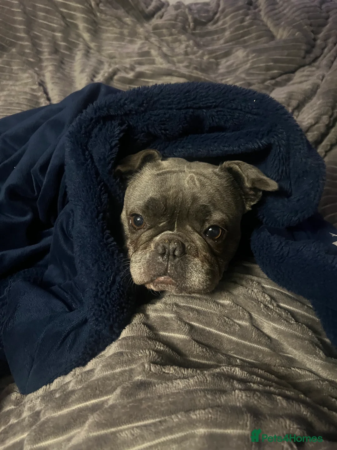 Frug dogs for sale: NOT PUPPY. 7 YEAR OLD FRUG  - Advert 5