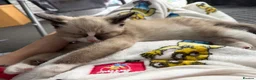 Mixed Breed cats for sale: Female kitten - Advert 3