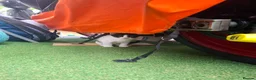 Bombay cats for sale: Bombay blacks kittens  - Advert 4