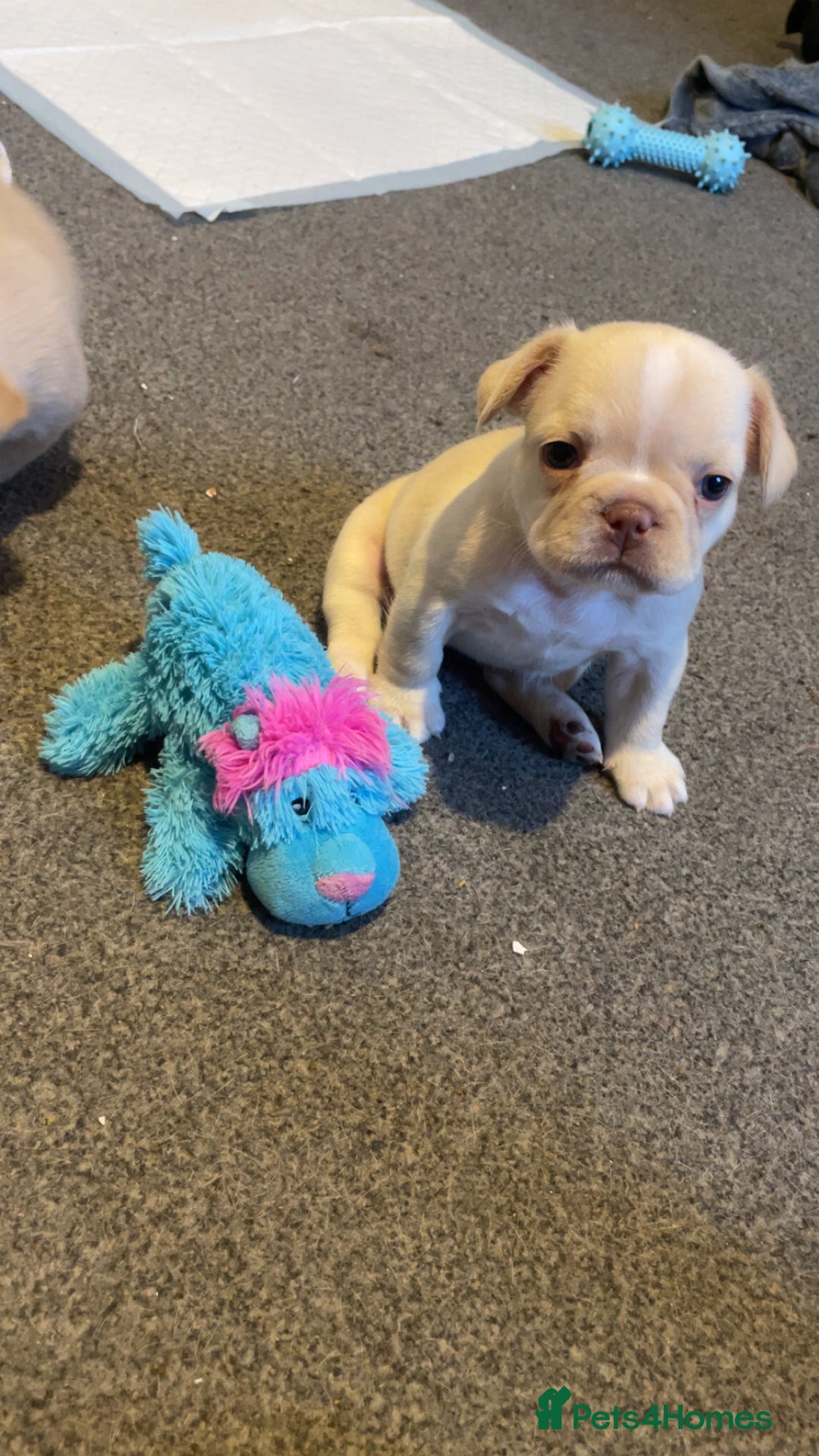 French Bulldog dogs for sale: QUALITY FRENCH BULLDOGS  - Image 12