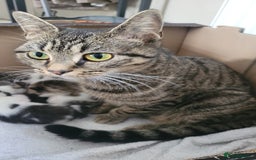 British Shorthair cats for sale: 2 year old sociable cat needs new home - Advert 1