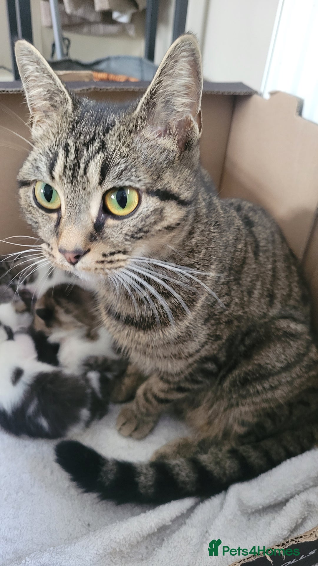 British Shorthair cats for sale: 2 year old sociable cat needs new home - Advert 1