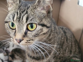 British Shorthair cats 2 year old sociable cat needs new home - Advert 12