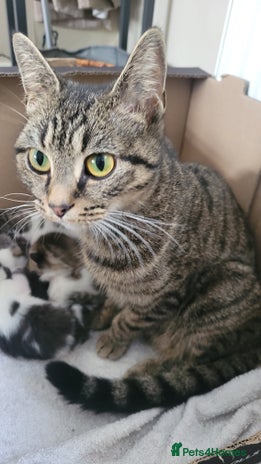 British Shorthair cats 2 year old sociable cat needs new home - Advert 2