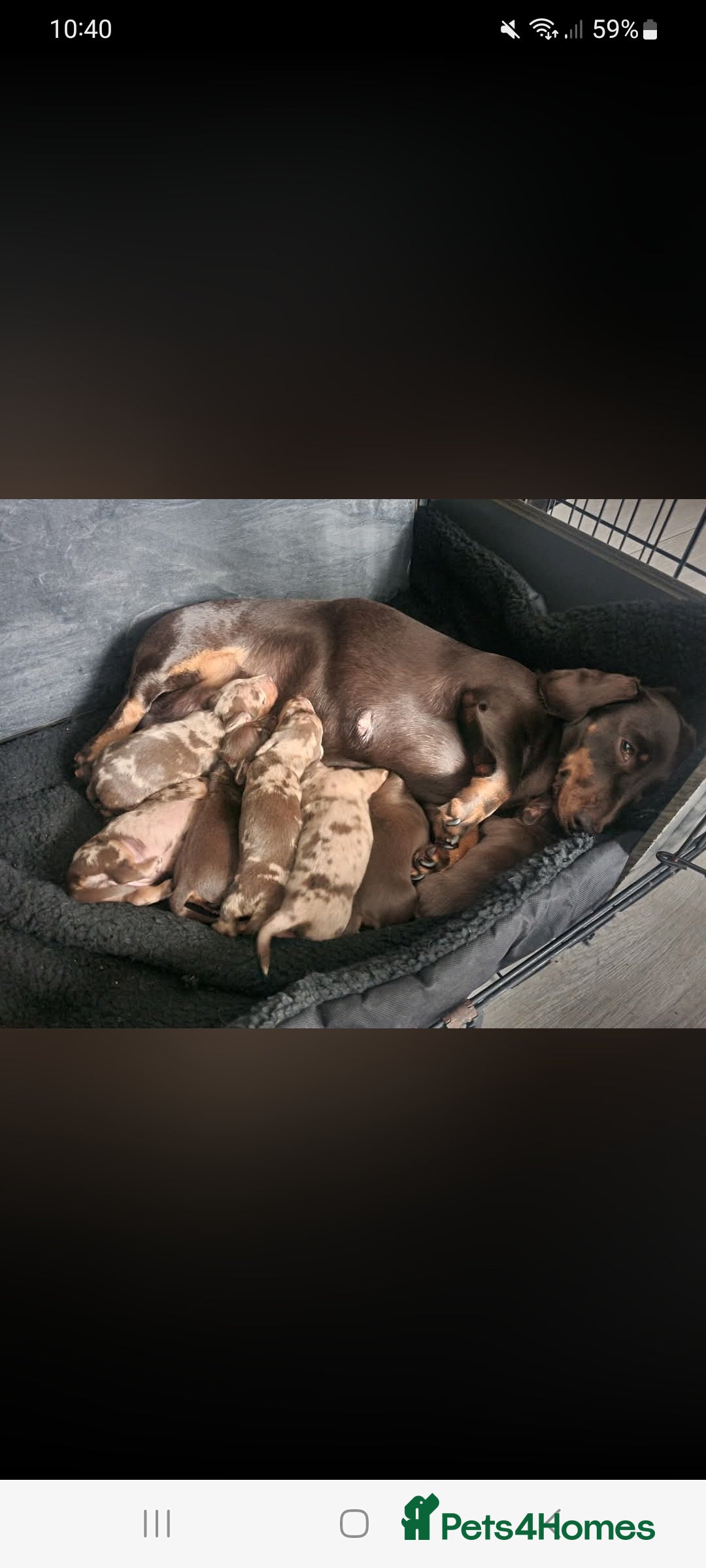 Miniature Dachshund dogs Beautiful minature dashshunds  - Advert 5