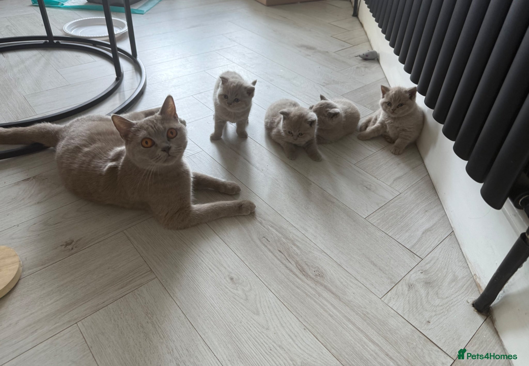 British Shorthair cats British Shorthair Kittens- Boys Only Left  - Advert 11