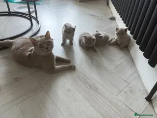 British Shorthair cats British Shorthair Kittens- Boys Only Left - Advert 11