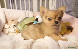 Chihuahua dogs for sale: Merle Chihuahua Puppies Longhaired Apple-head - Advert 12