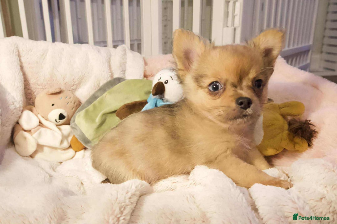 Chihuahua dogs for sale: Merle Chihuahua Puppies Longhaired Apple-head - Advert 12