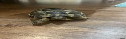 Hermann Tortoise reptiles for sale: Herman tortoise  - Advert 5
