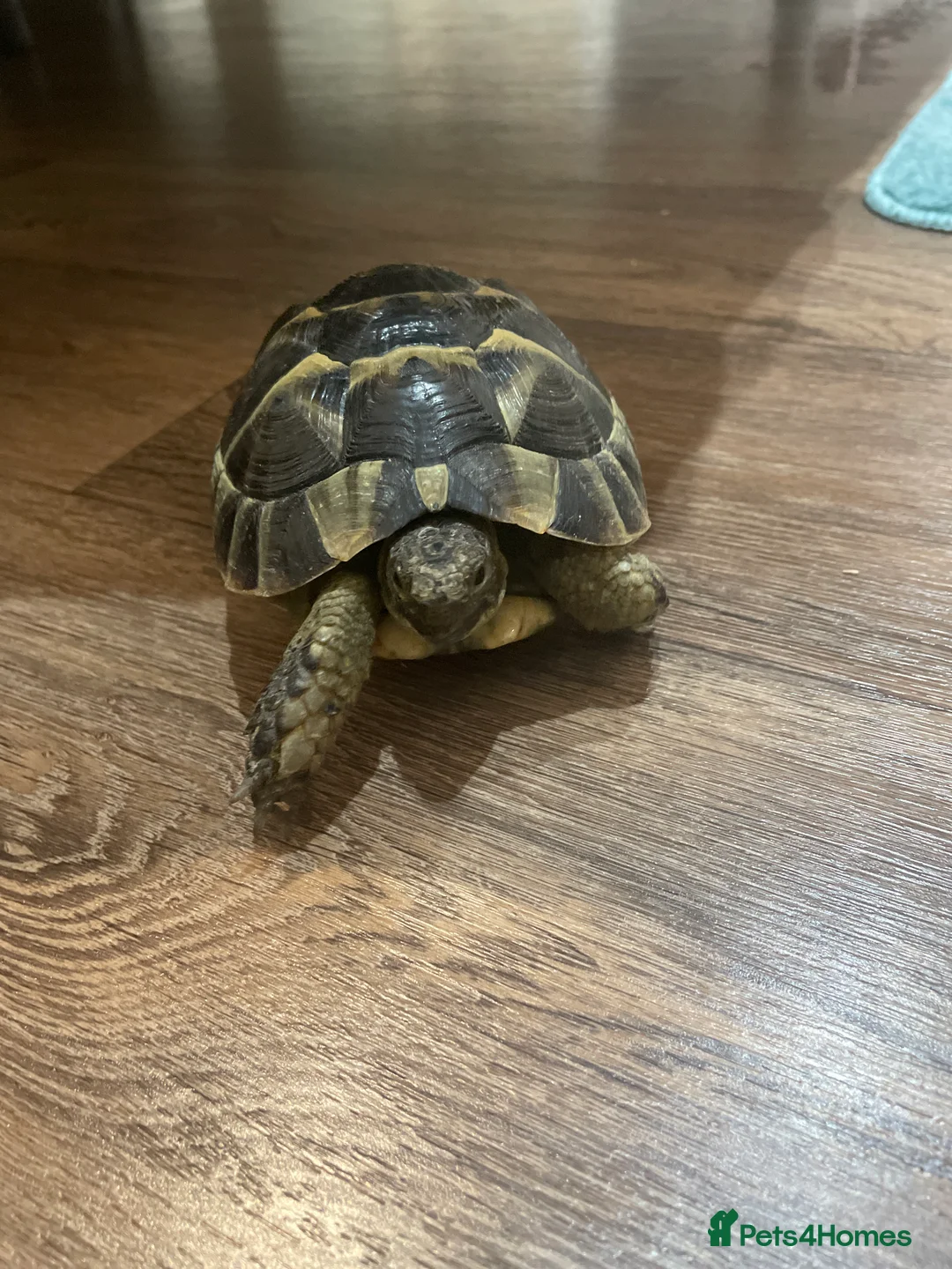 Hermann Tortoise reptiles for sale: Herman tortoise  - Advert 5