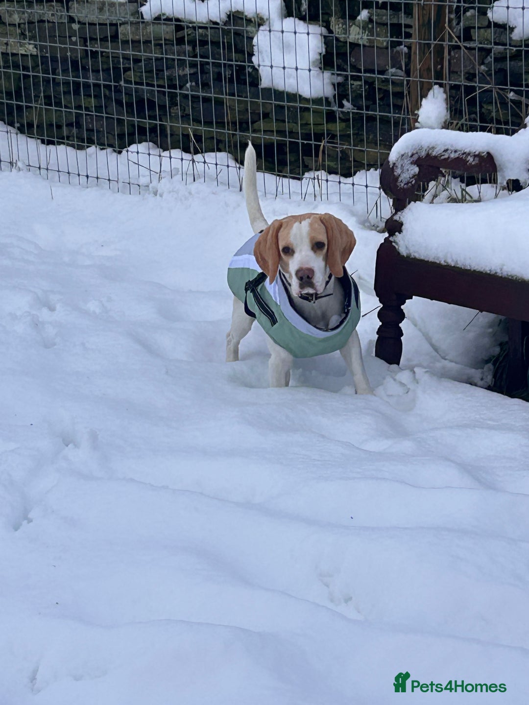 Beagle dogs for sale: 2 year old yellow coloured Beagle - Image 2