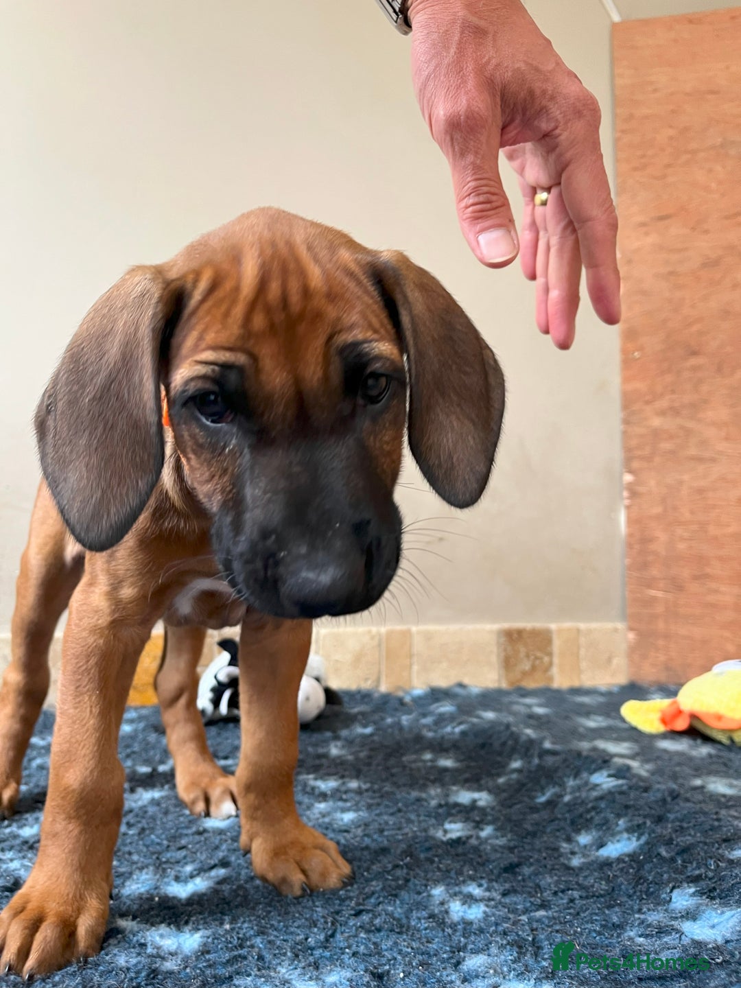 Rhodesian Ridgeback dogs for sale: Ridgeback: Chunky, Large Paws and Full Ridges  in Buckley - Image 17