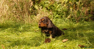 Cocker Spaniel dogs - Advert 13