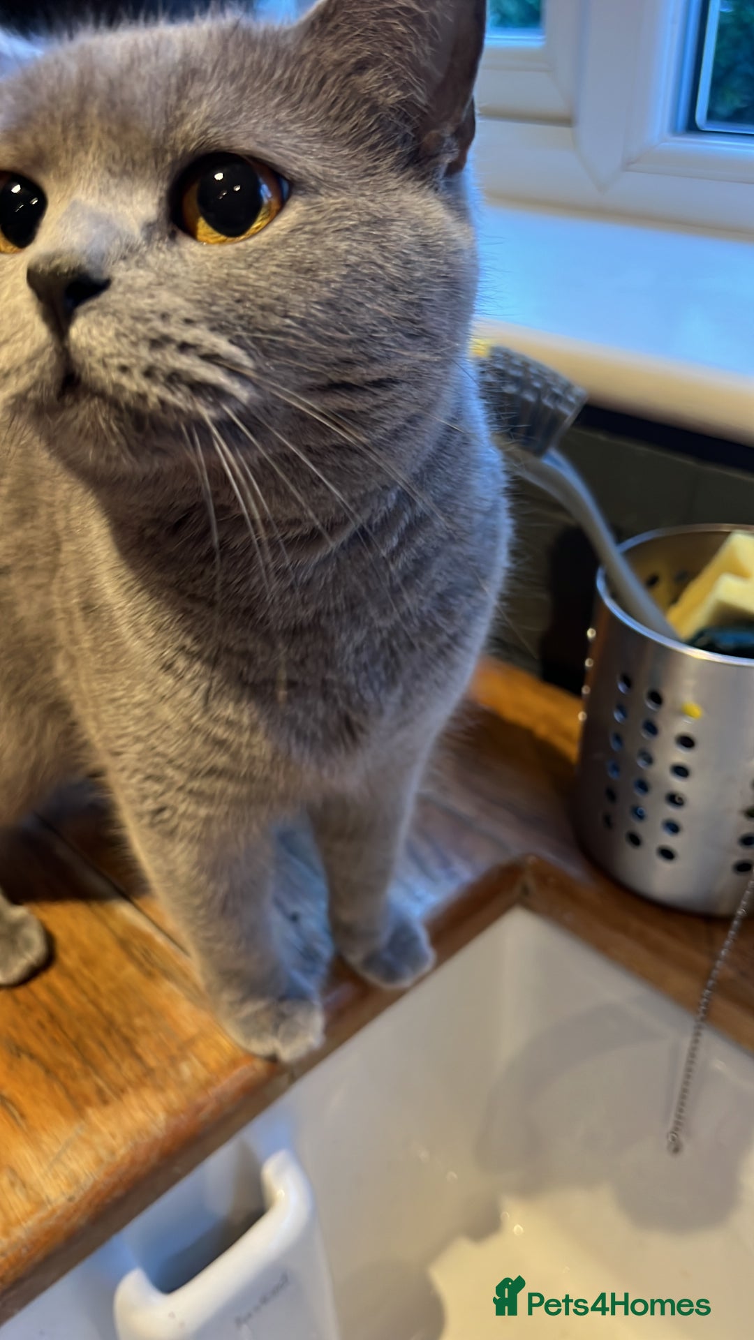 British Shorthair cats for sale: 5 year old British shorthair for sale - Image 6