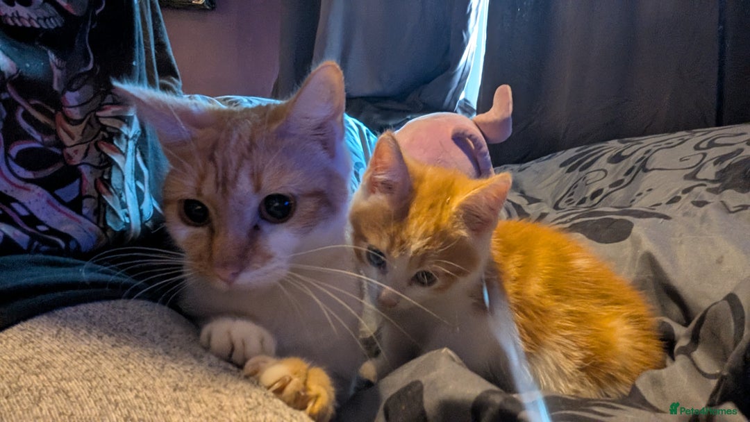 Mixed Breed cats for sale: Beautiful fluffy kittens dads part maincoon  - Image 13