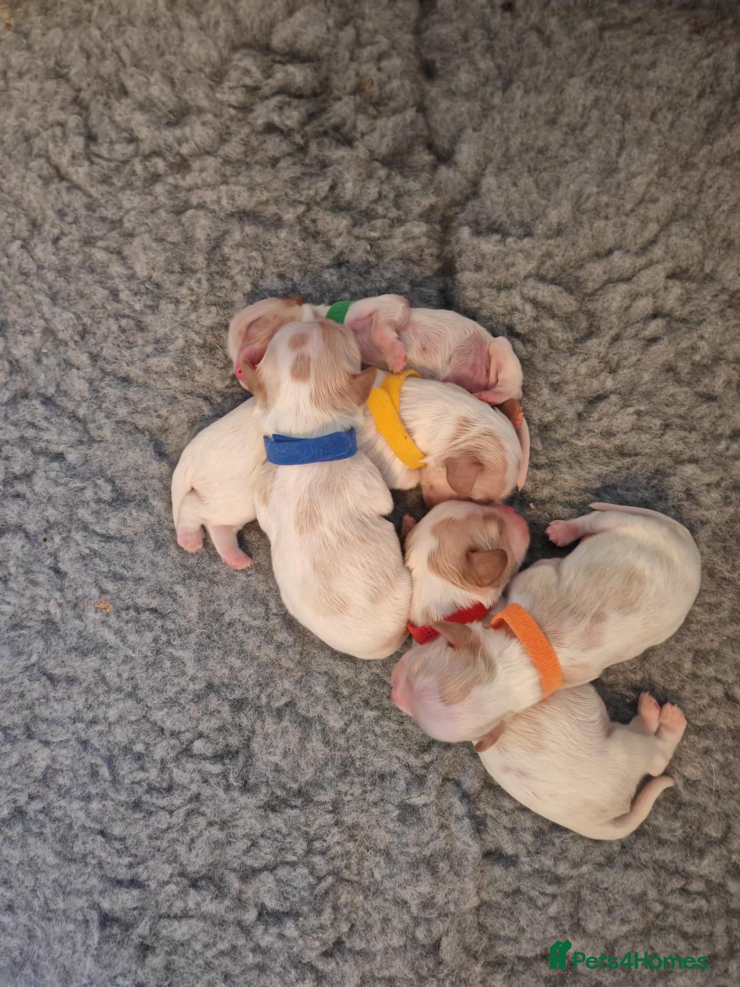 Cavalier King Charles Spaniel dogs KC Reg Health Tested Cavalier Puppies born 3/9 - Advert 16