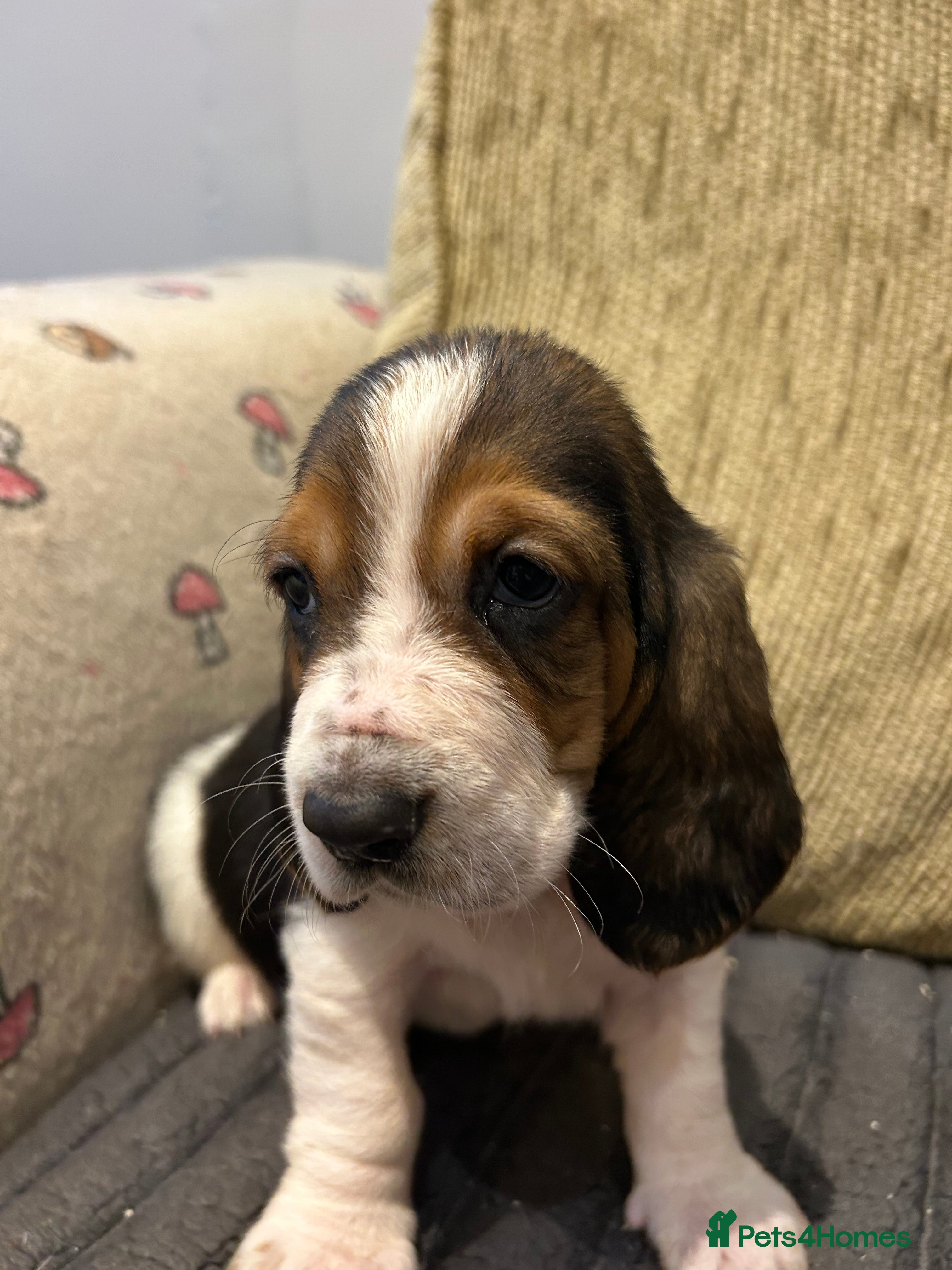 Basset Hound dogs Basset hound puppies!!! KC reg. - Advert 1