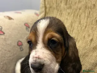 Basset Hound dogs Basset hound puppies!!! KC reg. - Advert 1