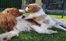 Cavalier King Charles Spaniel dogs for sale: Beautiful Cavalier King Charles Spaniel puppies! - Image 7