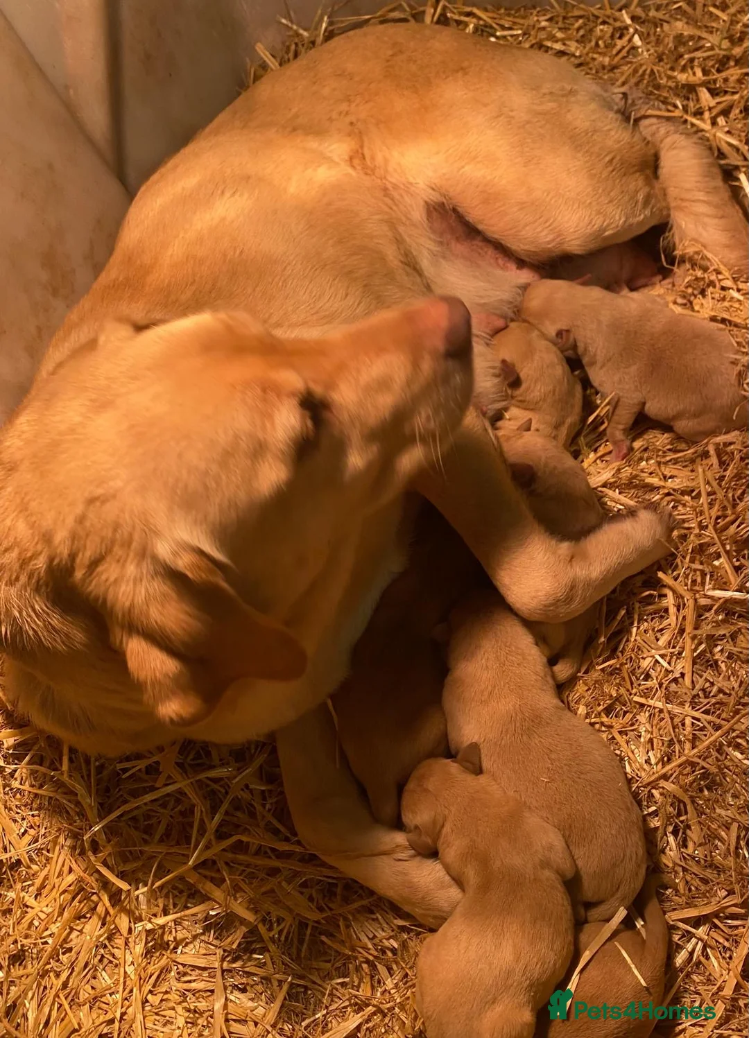 Labrador Retriever dogs for sale: Yellow Labrador pups - Advert 3