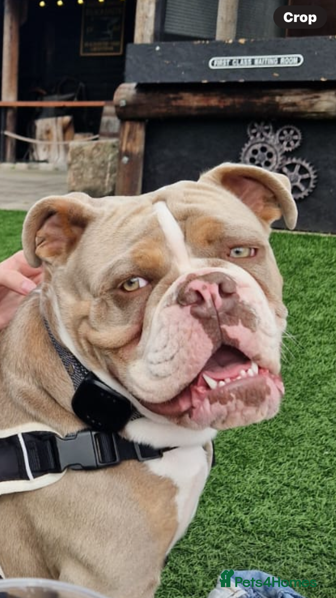Olde English Bulldogge dogs for sale: Dave - 8.5 Month Old Friendly dog needs new home - Image 6