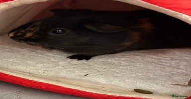Guinea Pig rodents - Advert 3