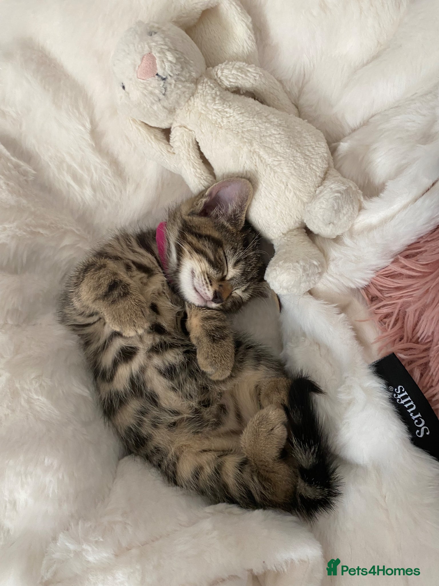 Bengal cats Bengal  - Advert 6