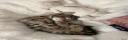 Bengal cats for sale:  Bengal kittens, ready to go! ❤️🏡 - Advert 14