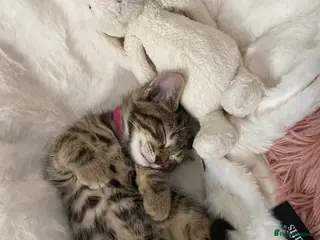 Bengal cats Bengal - Advert 6