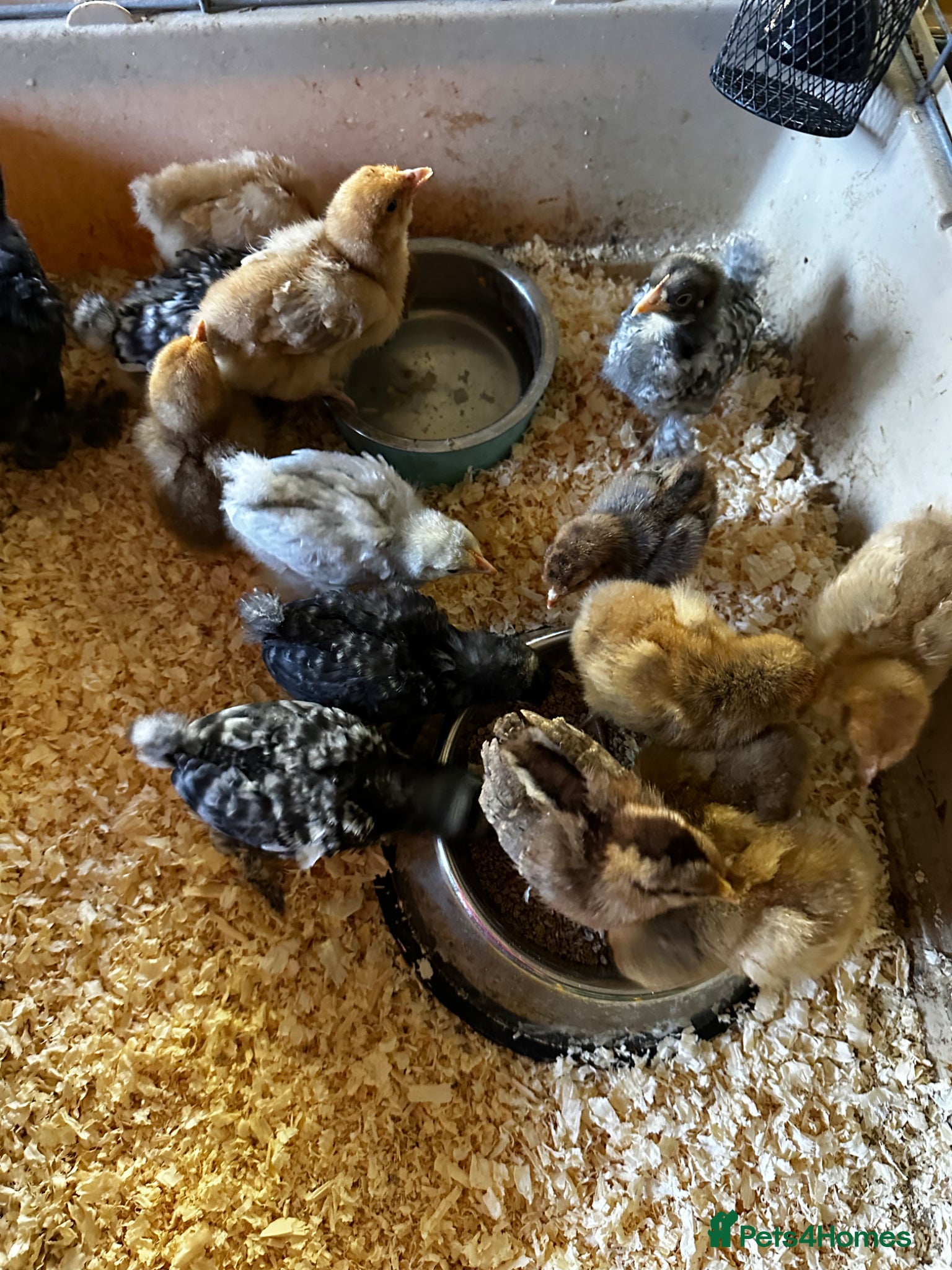 Chickens poultry Chicks, chickens, hatching eggs silkies Aracuanas - Advert 2