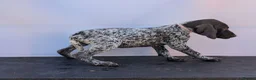 German Shorthaired Pointer dogs for sale: 3 beautiful German pointers!! - Advert 10