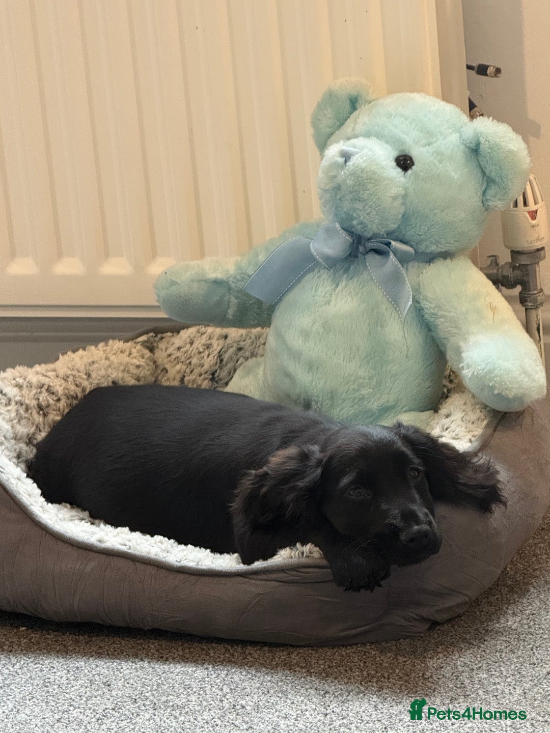 Cocker Spaniel dogs for sale: Cocker spaniel for sale  - Advert 2