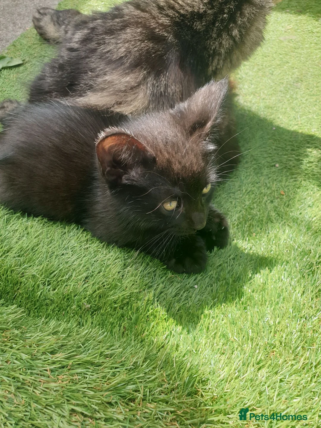 Mixed Breed cats for sale: Kittens for sale - Advert 2
