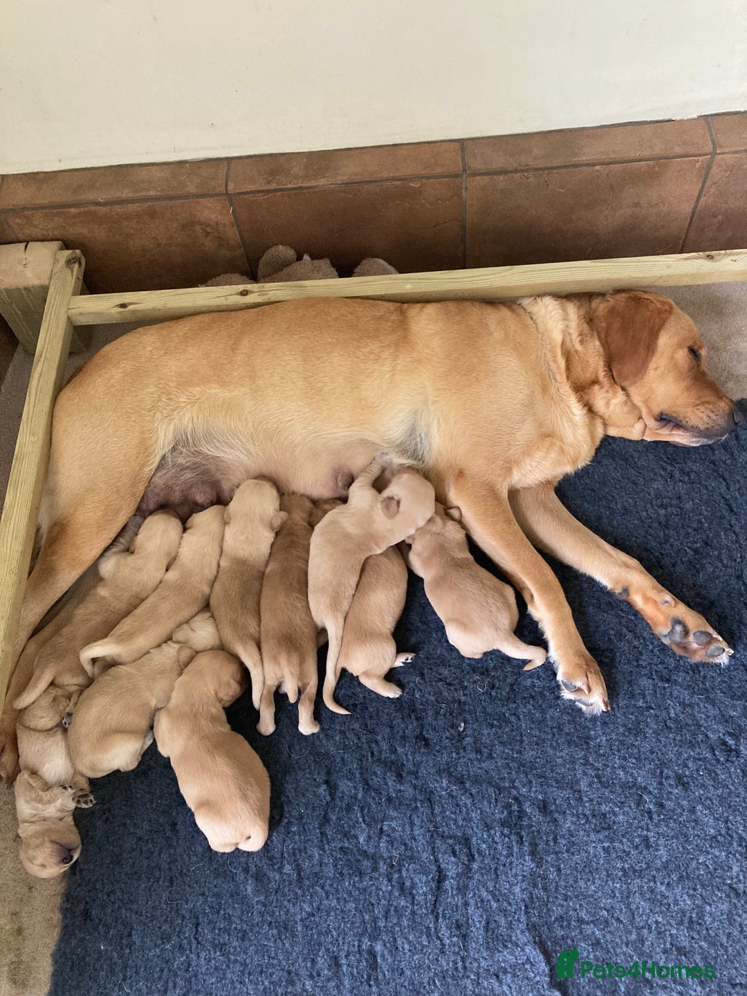Goldador dogs for sale: Gorgeous Goldador Puppies for Sale - Image 8