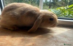 English Lop rabbits for sale: 4 Cute friendly lop bunnies - Image 7