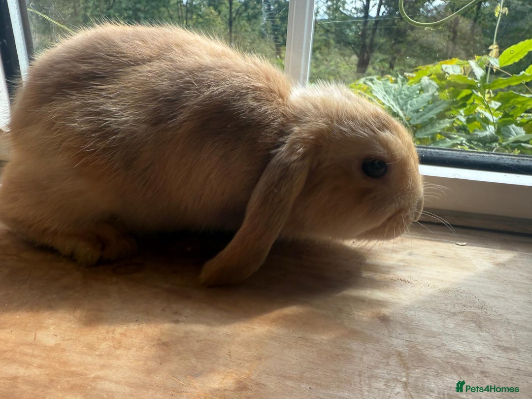 English Lop rabbits for sale: 4 Cute friendly lop bunnies - Image 7