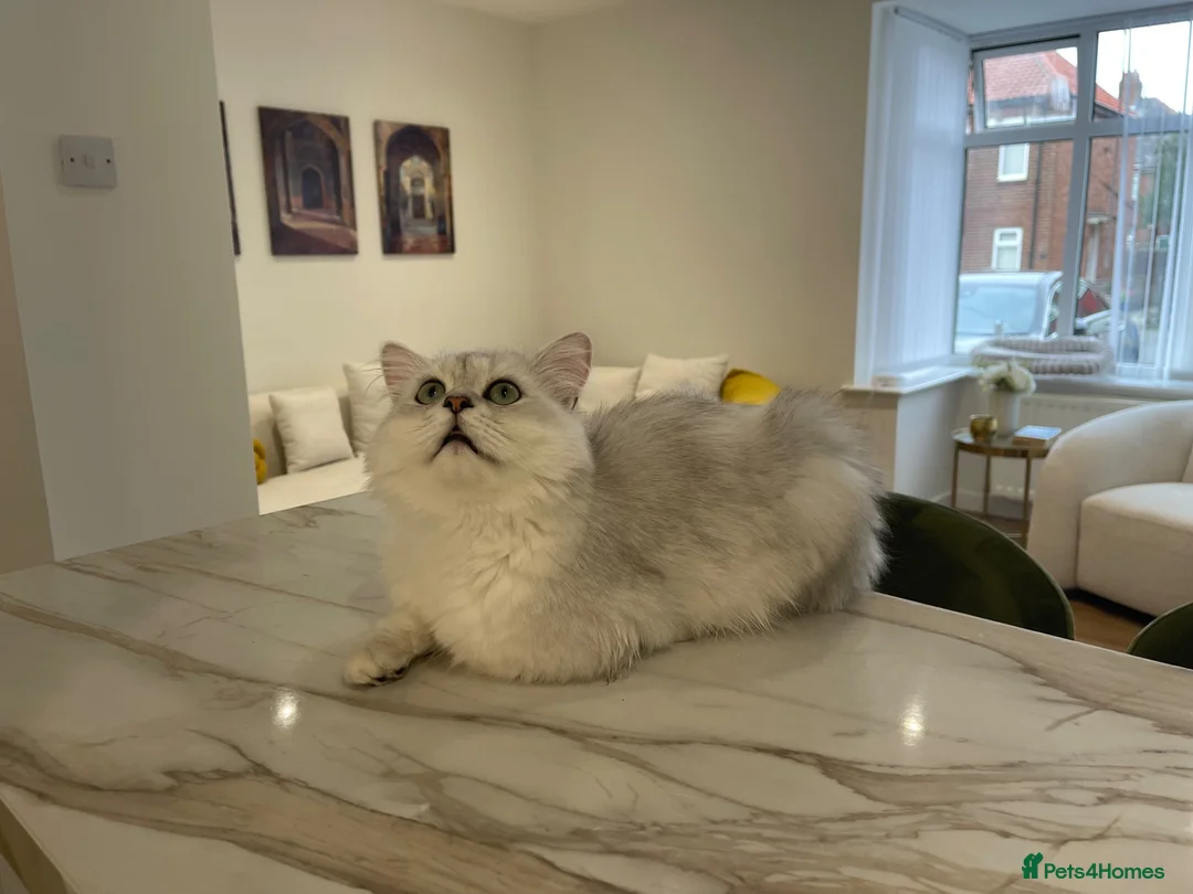 Persian cats for sale: Tilly -Beautiful Persian kitten 7 months  in Newcastle upon Tyne - Advert 6