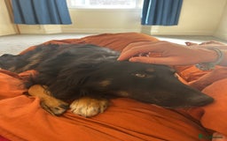 Mixed Breed dogs for sale: Rufty - Image 10