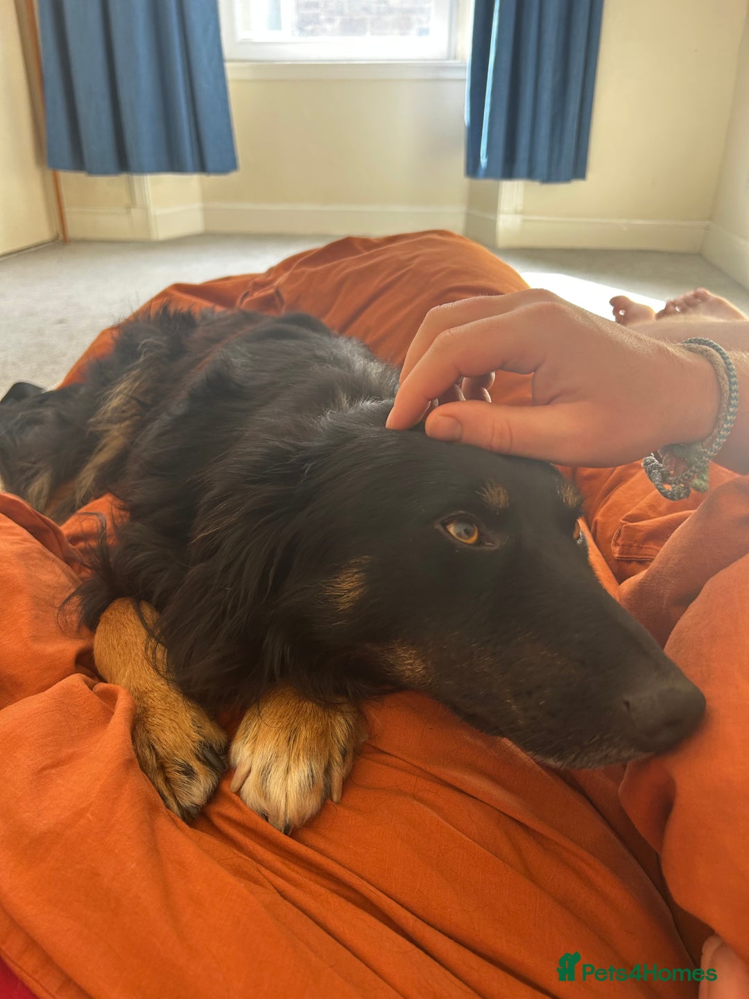 Mixed Breed dogs for sale: Rufty - Image 10
