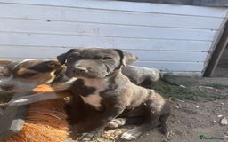 Mixed Breed dogs for sale: Terrier cross puppies for sale.  - Image 4