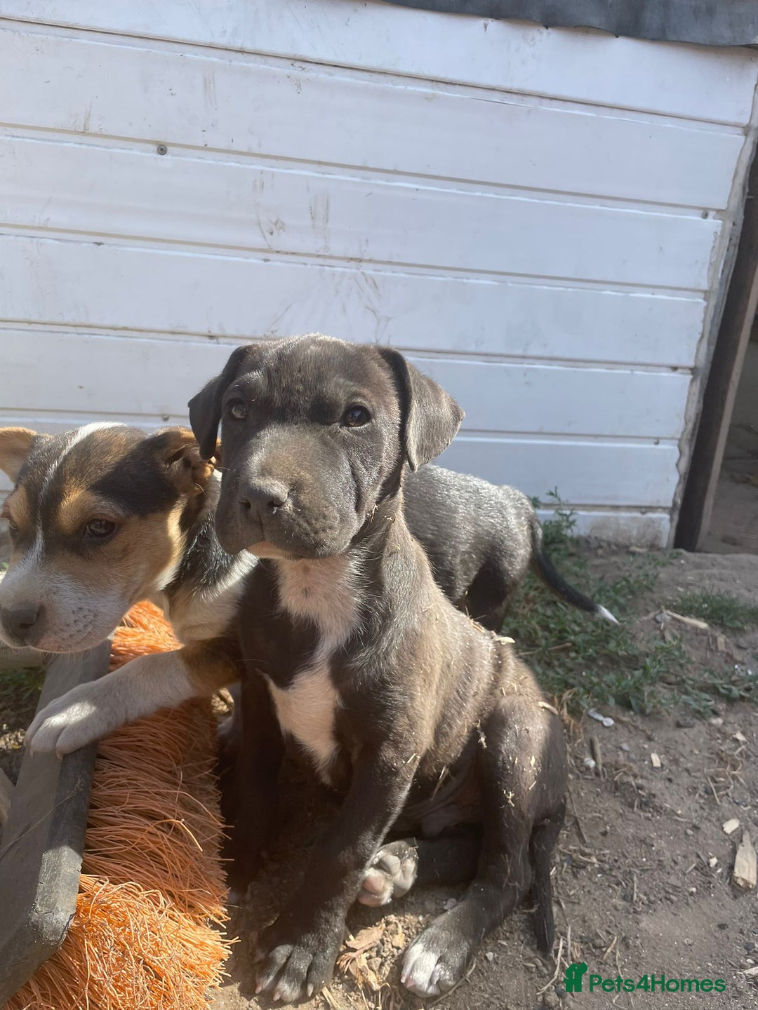 Mixed Breed dogs for sale: Terrier cross puppies for sale.  - Image 4