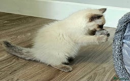 Ragdoll cats for sale: Blue Point Ragdoll Kittens for sale   - Image 9