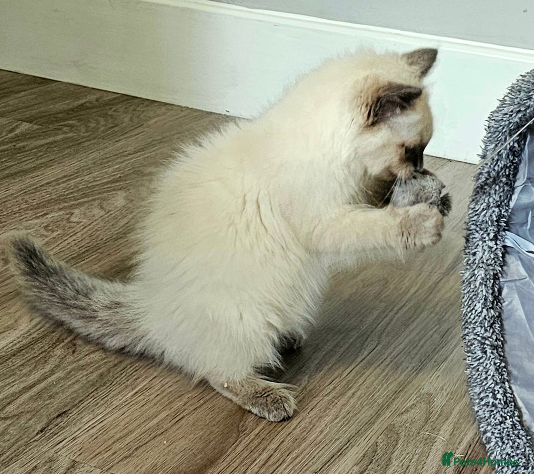 Ragdoll cats for sale: Blue Point Ragdoll Kittens for sale   - Image 9