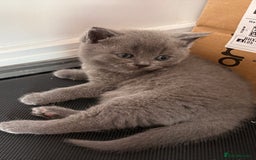 British Shorthair cats for sale: gorgeous gccf pedigree British short hair kittens - Image 7