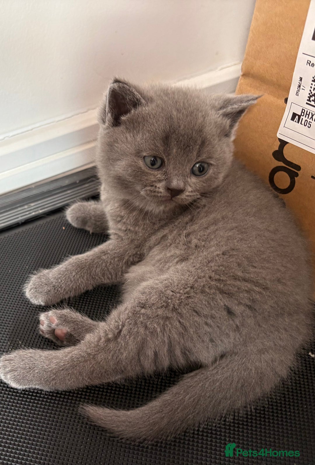 British Shorthair cats for sale: gorgeous gccf pedigree British short hair kittens - Image 7