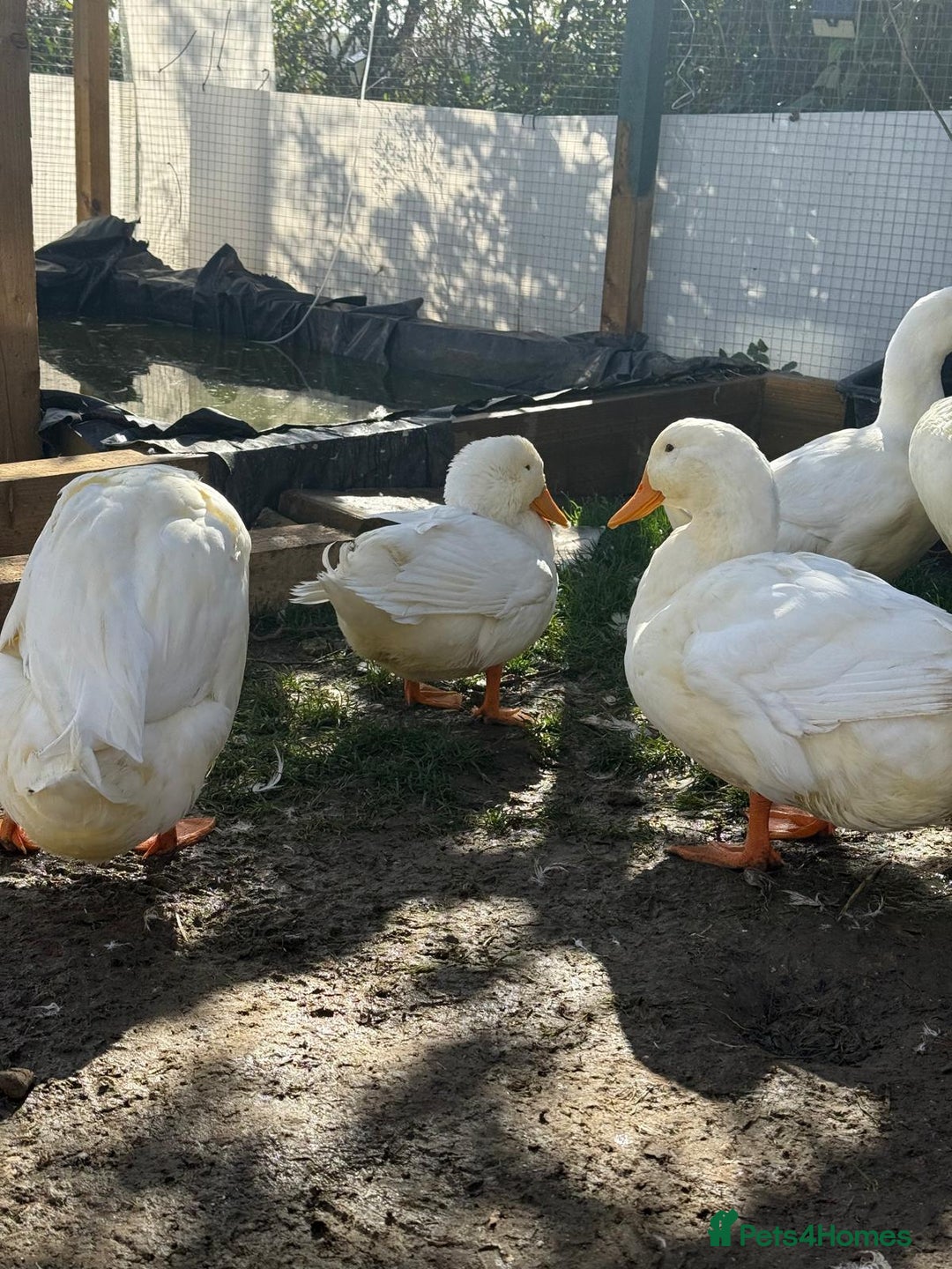 Ducks poultry for sale: Peekin duck 5 drakes - Advert 2